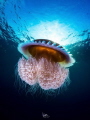   Underwater poisonous mushroom  